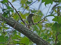 Red-Eyed Vireo